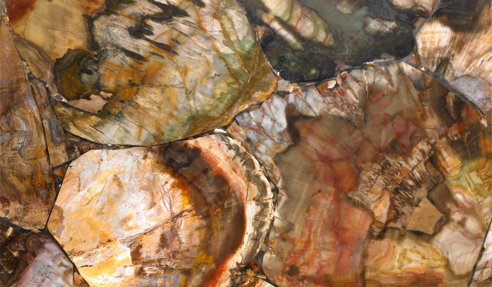 Petrified wood