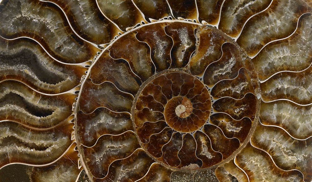 Ammonite